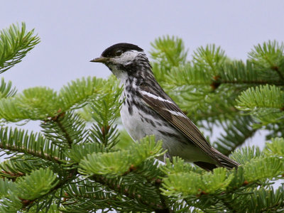 IMG_9438 Blackpoll Warbler.jpg