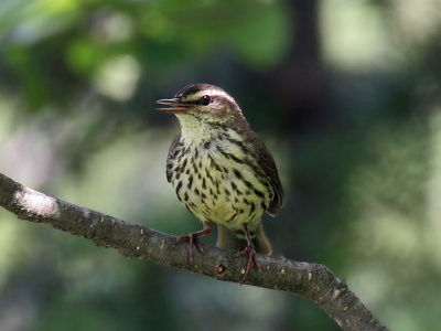 IMG_0238 Northern Waterthrush.jpg