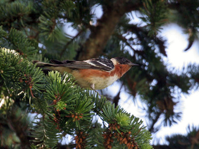 IMG_0069 Bay-breasted Warbler.jpg