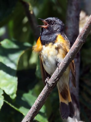 IMG_0747 American Redstart.jpg