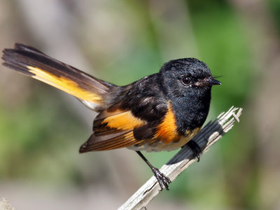 IMG_0722 American Redstart.jpg