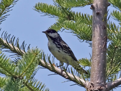 IMG_1025 Blackpoll Warbler.jpg