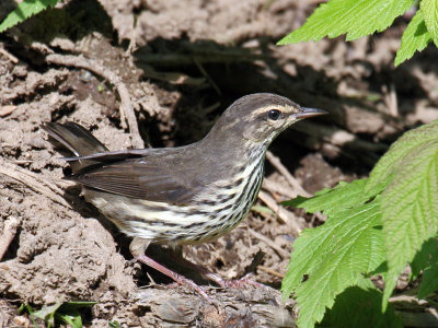 IMG_0797 Northern Waterthrush.jpg