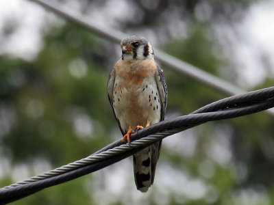 IMG_1447 American Kestrel.jpg