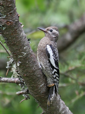 IMG_0842 Yellow-bellied Sapsucker.jpg