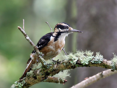 IMG_1762 Hairy Woodpecker.jpg