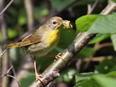 IMG_1701 Common Yellowthroat.jpg