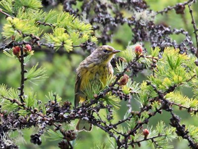 IMG_1530a  Palm Warbler fledgling.jpg