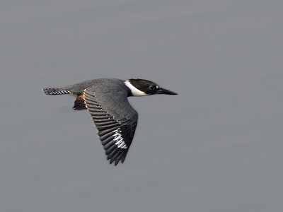 IMG_2326 Belted Kingfisher.jpg