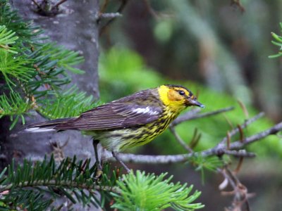 IMG_9399a Cape May Warbler.jpg