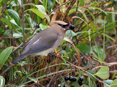 IMG_2728 Cedar Waxwing.jpg