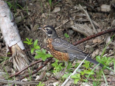 IMG_1175 American Robin.jpg