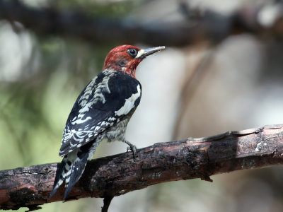 IMG_3712 Red-breasted Sapsucker.jpg