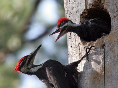 IMG_0404 Pileated Woodpeckers.jpg