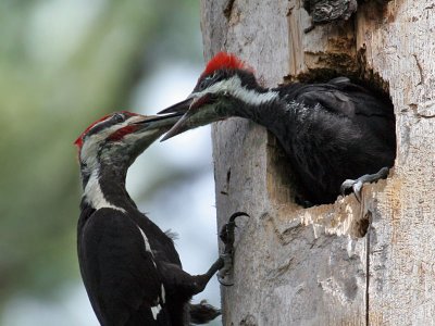 IMG_0616 Pileated Woodpeckers.jpg