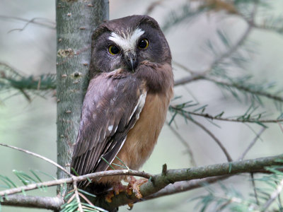 IMG_0669 Saw-whet Owl 1st day.jpg