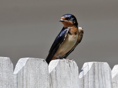 IMG_0804 Barn Swallow.jpg