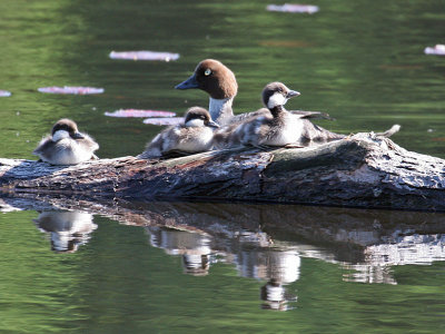 IMG_0748 Common Goldeneye.jpg