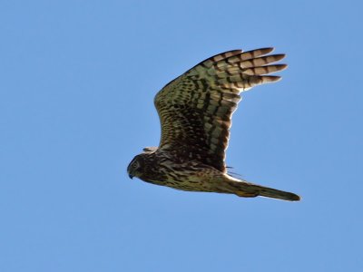 IMG_1594 Northern Harrier.jpg