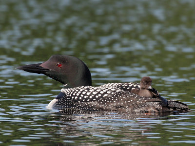 IMG_2196 Common Loon.jpg