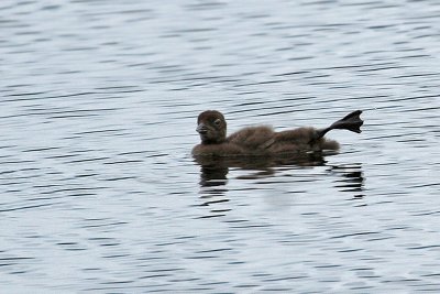 IMG_2976 Common Loon.jpg