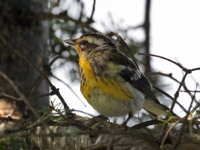 IMG_3467 Blackburnian Warbler fledgling.jpg