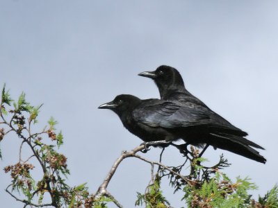 IMG_4296 American Crow.jpg