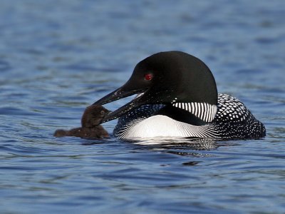 IMG_2101a Common Loon.jpg