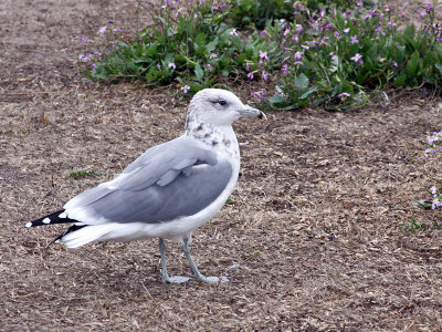 IMG_4988 California Gull.jpg