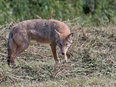 IMG_6689 Eastern Coyote.jpg