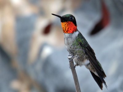 IMG_4945 Ruby-throated Hummingbird.jpg