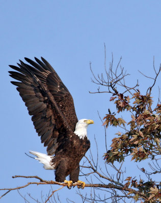 IMG_6955 Bald Eagle.jpg