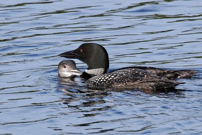 IMG_7465a Common Loons.jpg