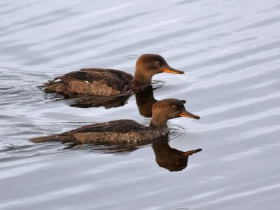 IMG_7628 Hooded Mergansers.jpg