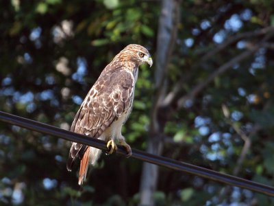 IMG_7553 Red-tailed Hawk.jpg