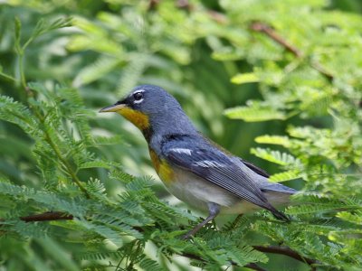 IMG_5969 Northern Parula.jpg