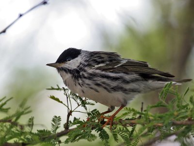 IMG_6405 Blackpoll Warbler.jpg