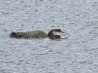 IMG_8345 Common Loon.jpg