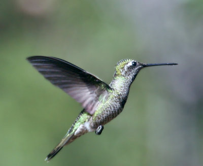 IMG_0636d Magnificent Hummingbird imm male.jpg