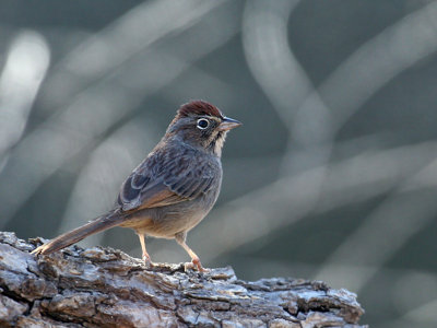 IMG_3225 Rufous-crowned Sparrow.jpg