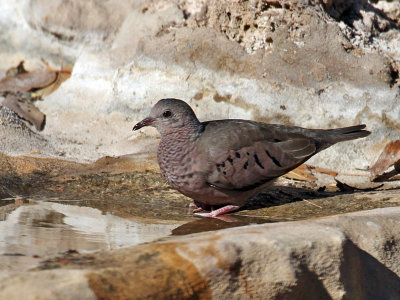 IMG_1345 Common Ground Dove.jpg