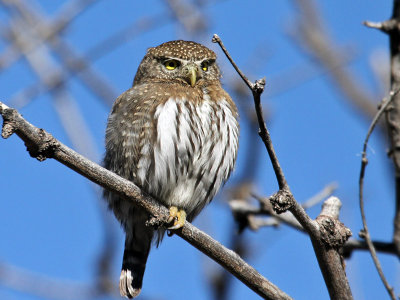 IMG_2969a Northern Pygmy Owl.jpg