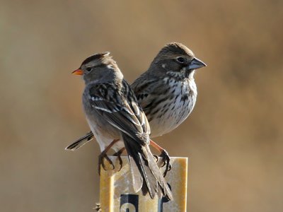 IMG_1542 sparrow - bunting.jpg