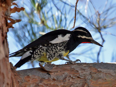 IMG_6943 Williamsons Sapsucker.jpg