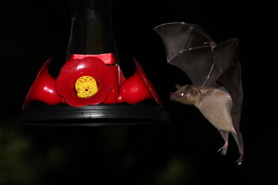 Nectar Bats