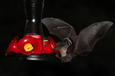 IMG_2696b Nectar Bat .jpg