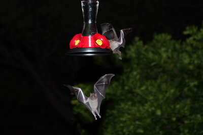 IMG_0241b Nectar Bat.jpg