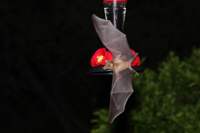 IMG_0248b Lesser Long-nosed Bat.jpg