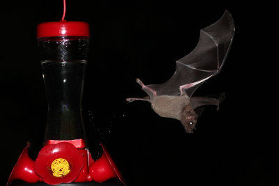 IMG_2123b Nectar Bat .jpg