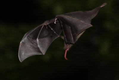 IMG_3401b Nectar Bat.jpg